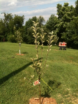 Fruit trees again at Apple Hill