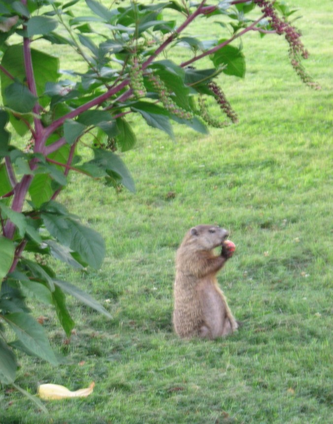 groundhog eating apple