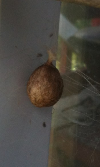 egg sac black and yellow garden spider