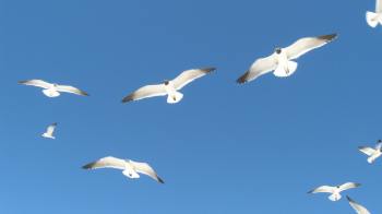 seagulls