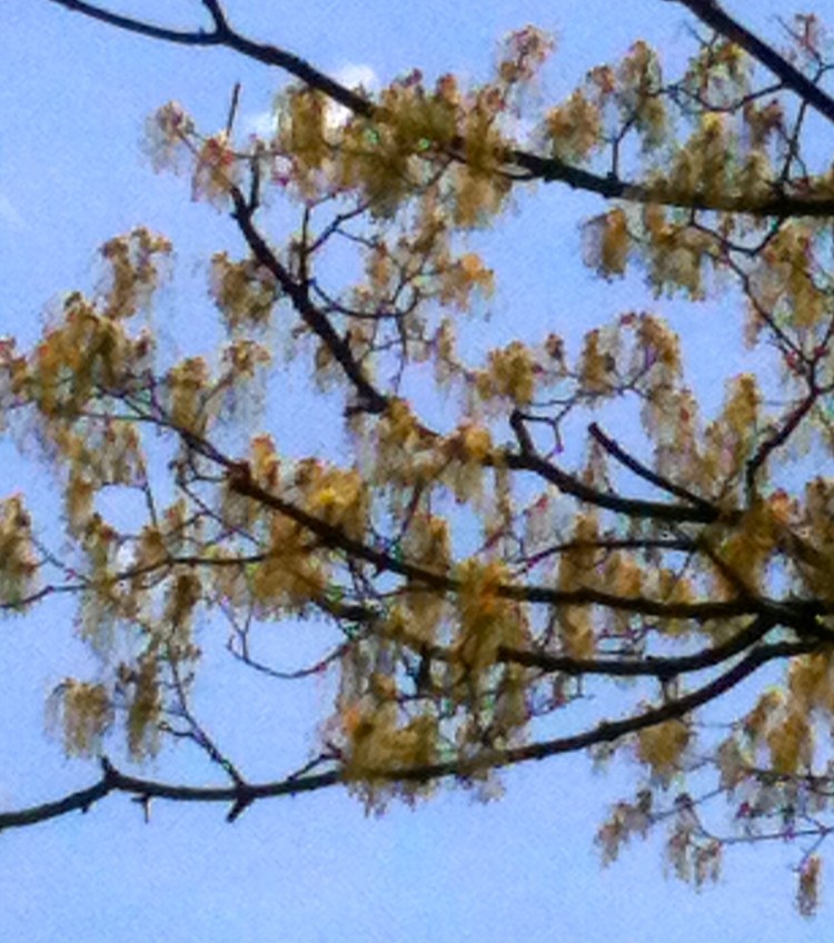 maple tree in spring against a blue sky