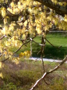 The view from my back porch...