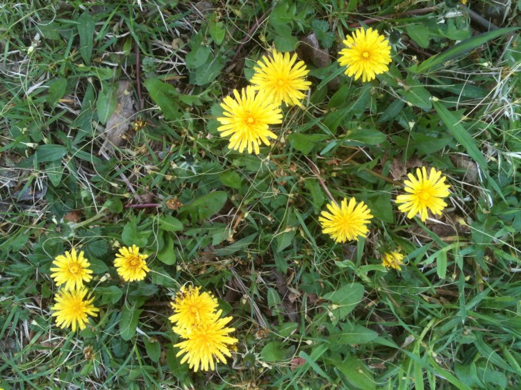 Dandelions