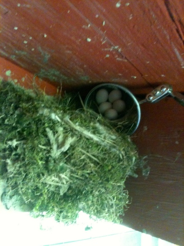 Phoebe eggs in nest