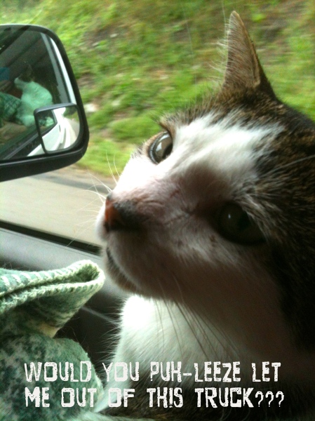 Henry the cat in the truck