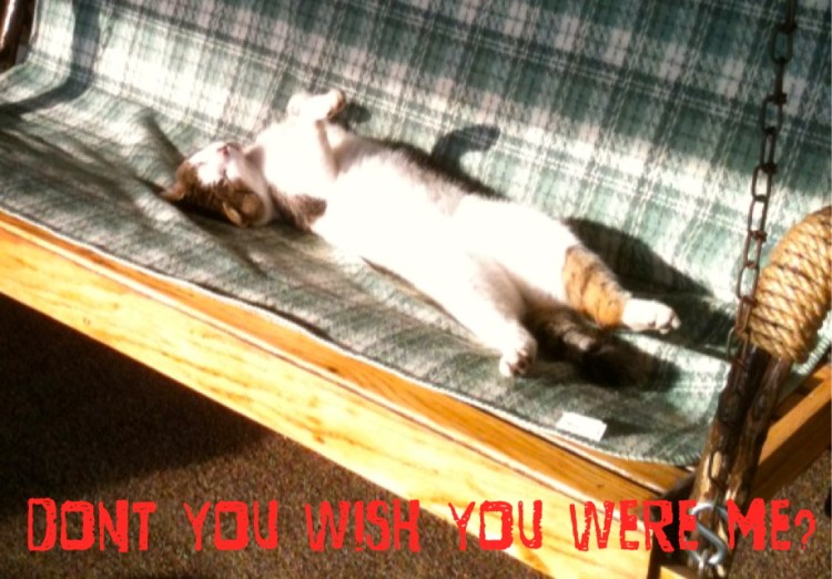 Cat sleeping on the porch swing