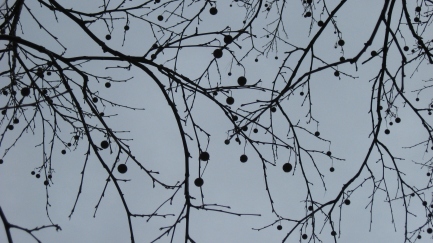 sycamore branches
