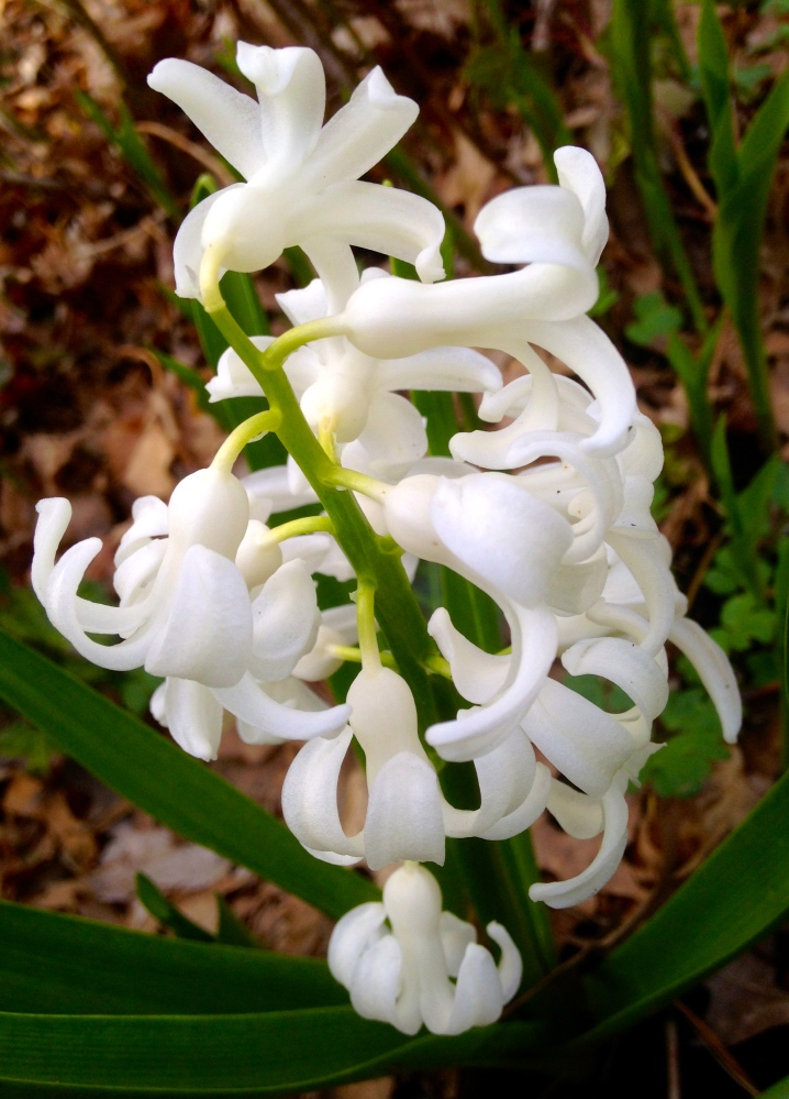 white hyacinth