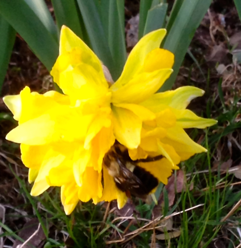 Bee in a daffodil