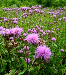 field of thistles