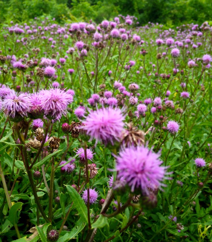 field of thistles
