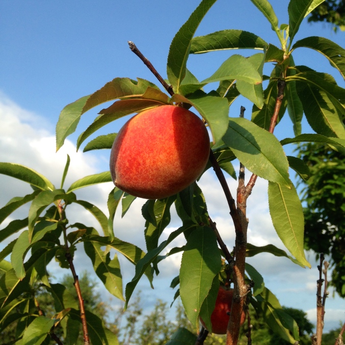 peaches at apple hill