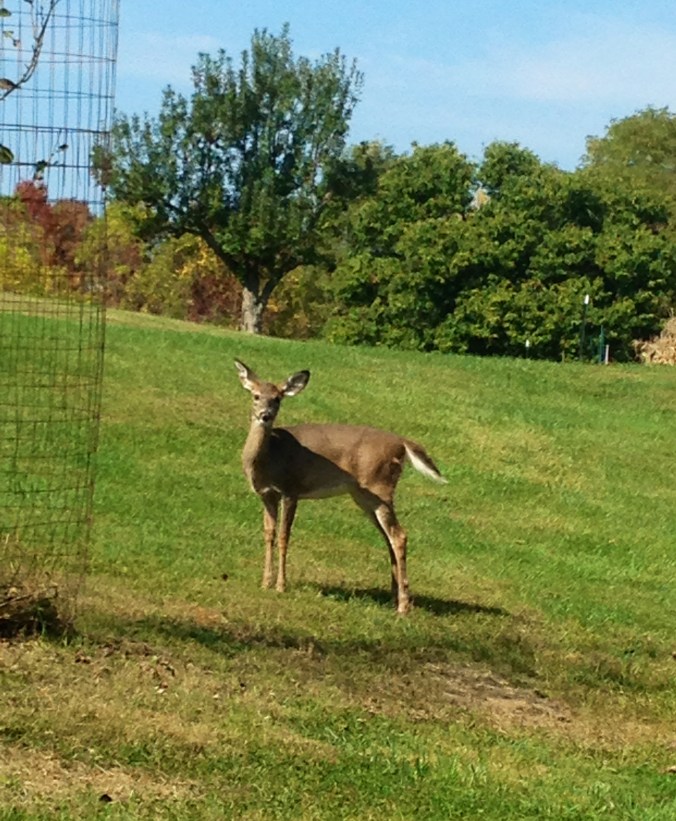 young deer posing