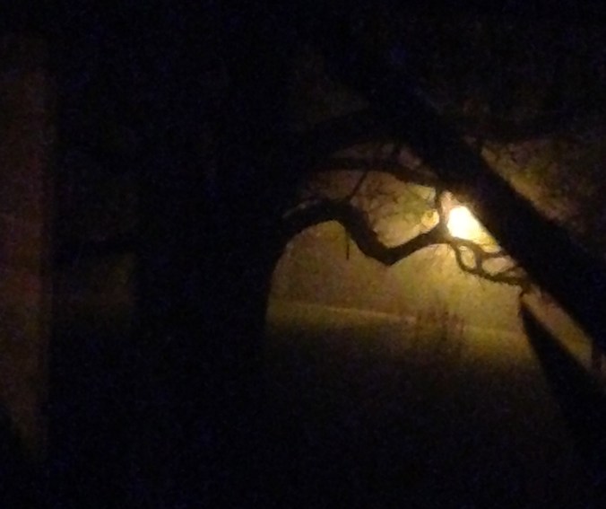 fog and street light