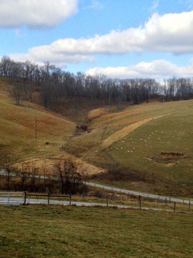 Sheep farm on Ruff Creek Hill
