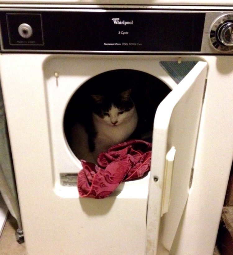 cat in dryer