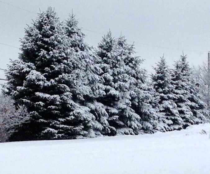 spruce trees in the snow