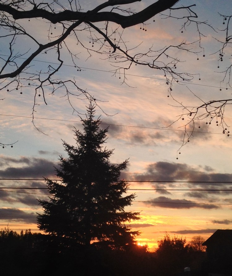 sunset through the spruce
