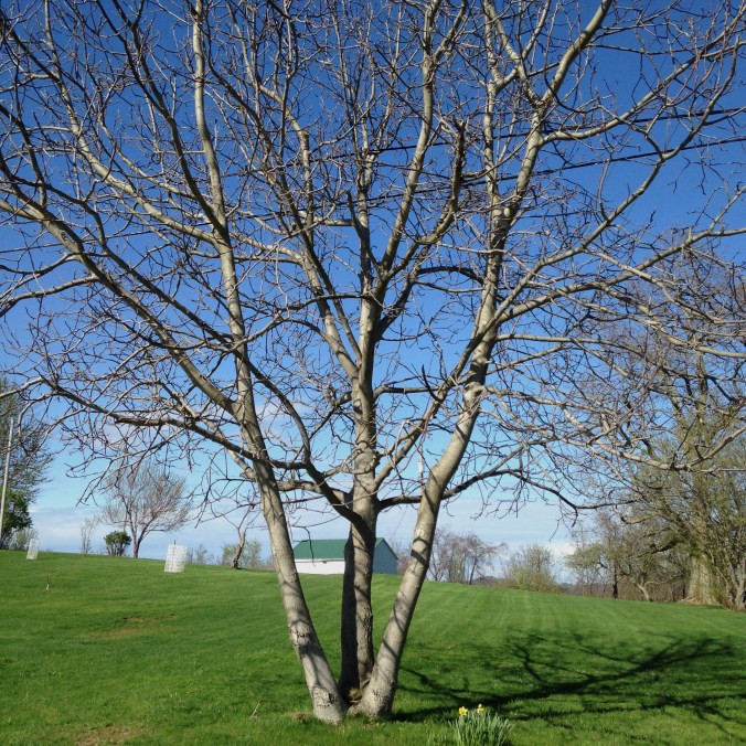 English walnut tree