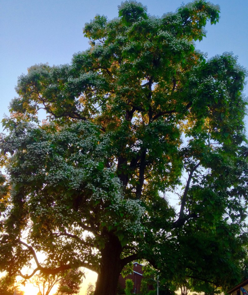 catalpa tree and sunset