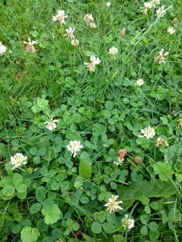 white clover