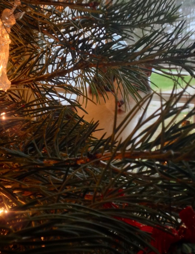 Cat in the Christmas tree