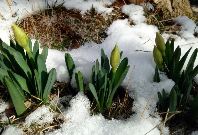 daffodil buds in snow
