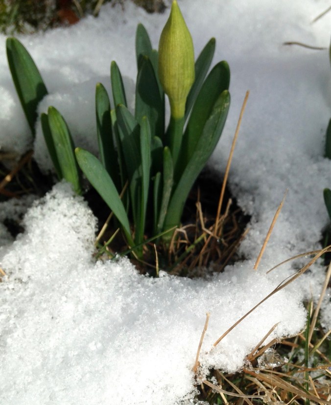 daffodil bud in snow