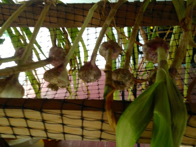 garlic and onions drying on the back porch