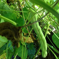 Kentucky Wonder Beans