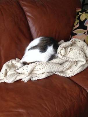 cat napping on blanket