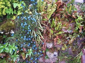 delicate rock garden Forget-me-not flowers in moss and stones