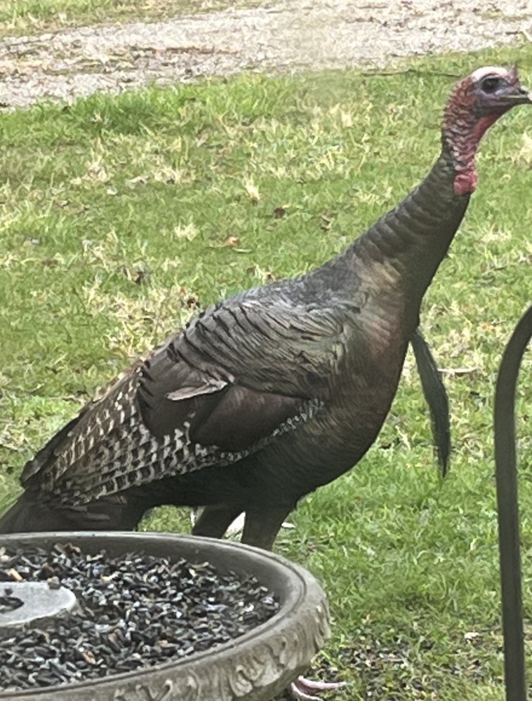 male turkey